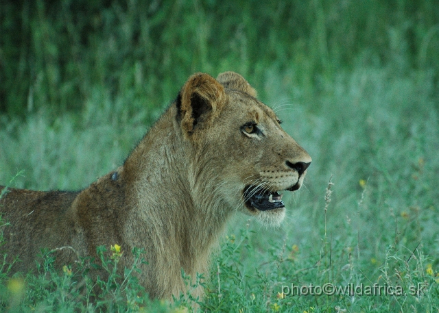 puku rsa 400.jpg - Evening encounter with eight lions near Lower Sabie camp.